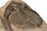 Beautiful Zlichovaspis Trilobite - Lghaft, Morocco #196634-5